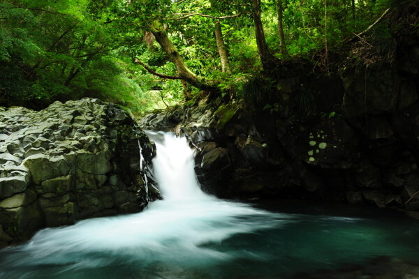 樹植物水風景
