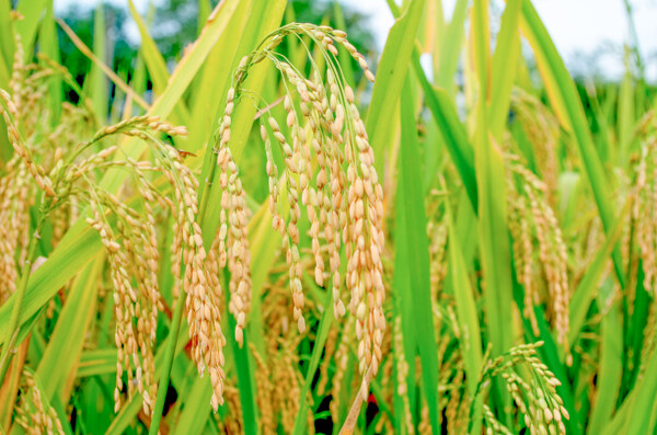 丰收的水稻图片