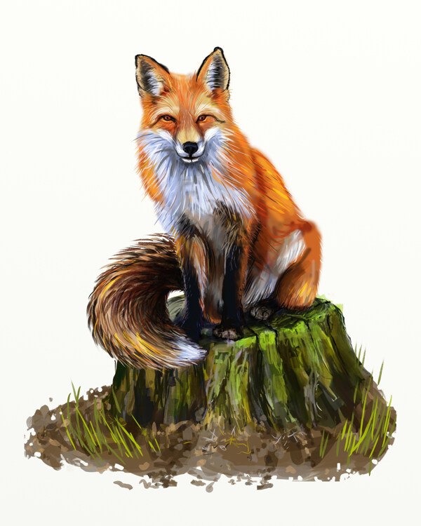 狐貍插畫