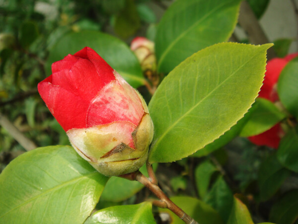 茶花圖片