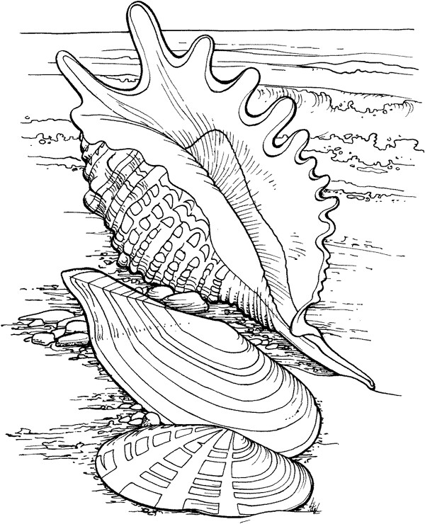 海贝海螺002