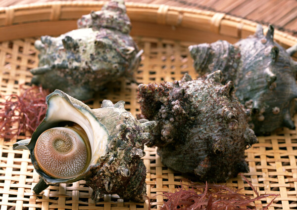 鮮海螺圖片