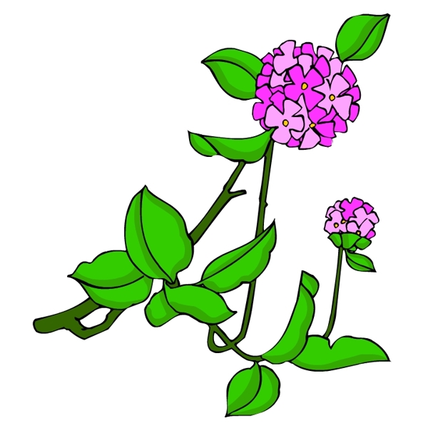 花卉古典插畫