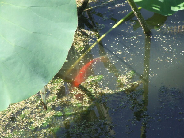 水中魚(yú)圖片