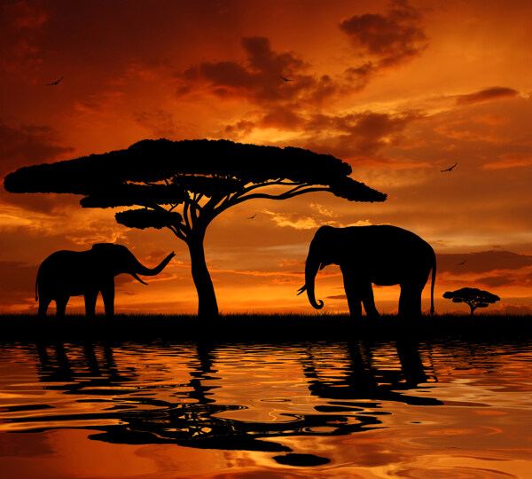 非洲草原上的大象图片