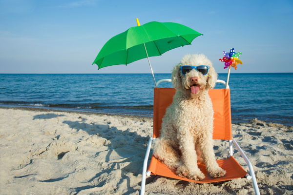 海边度假的狗