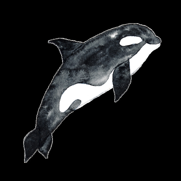 黑色手绘海豚卡通水彩素材