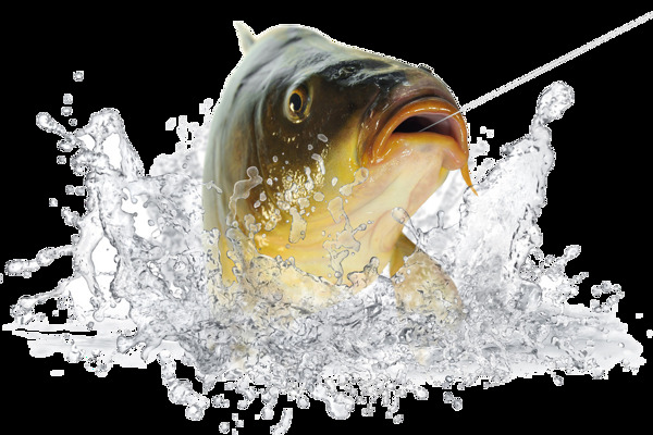 魚(yú)