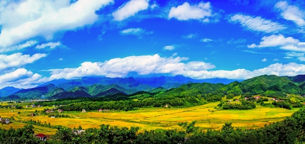 黃田秋色
