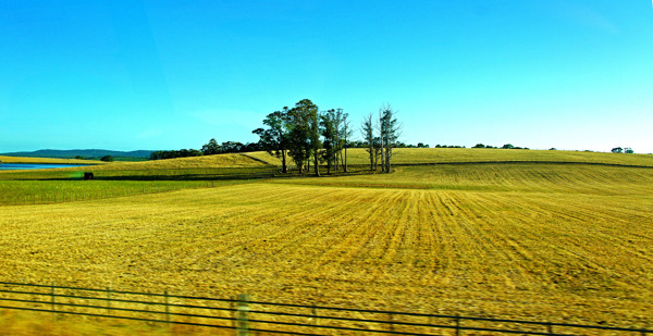 澳洲塔斯马尼亚草原图片