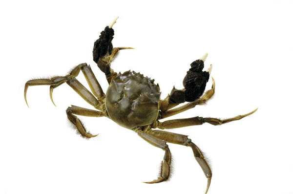 大閘蟹圖片