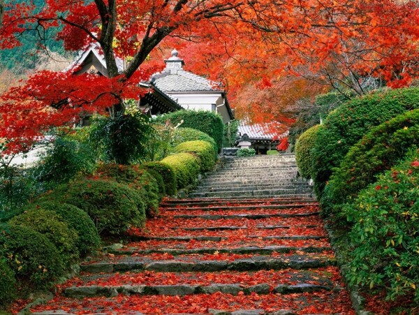 紅楓葉