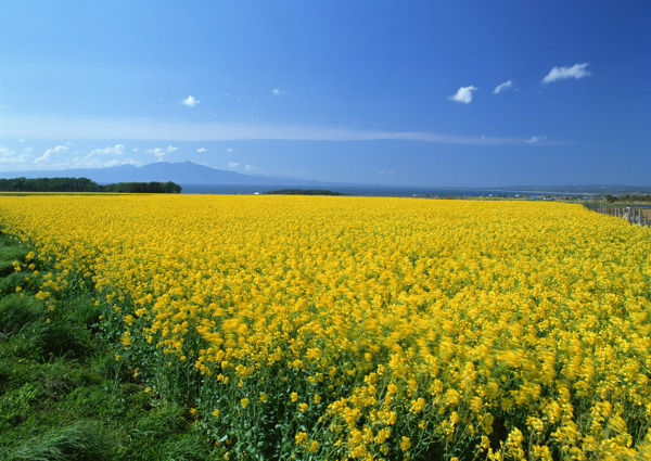 田園風光