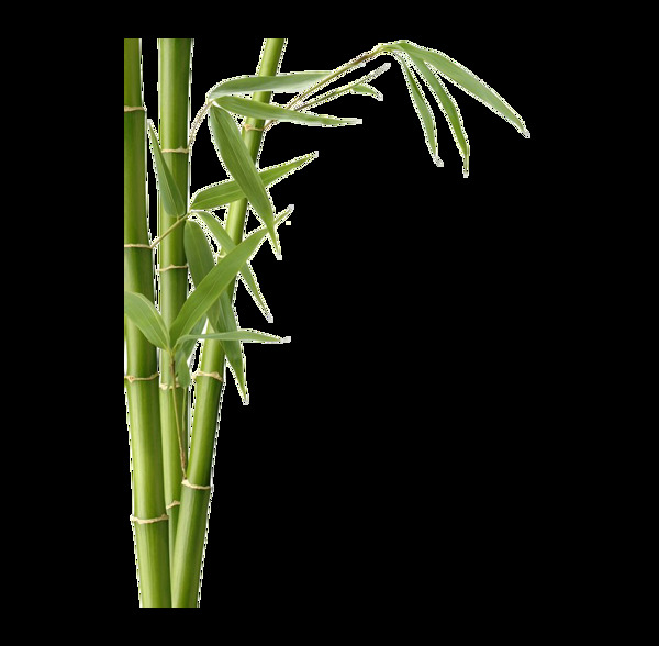 小清新绿色竹子元素