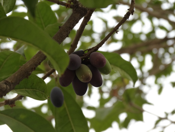 桂花果圖片