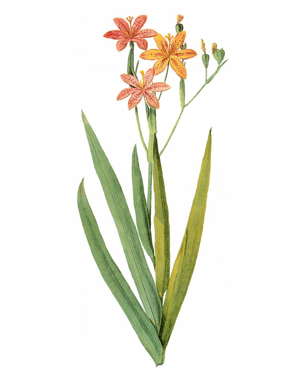 位圖寫實(shí)花卉藝術(shù)效果水彩花卉免費(fèi)素材