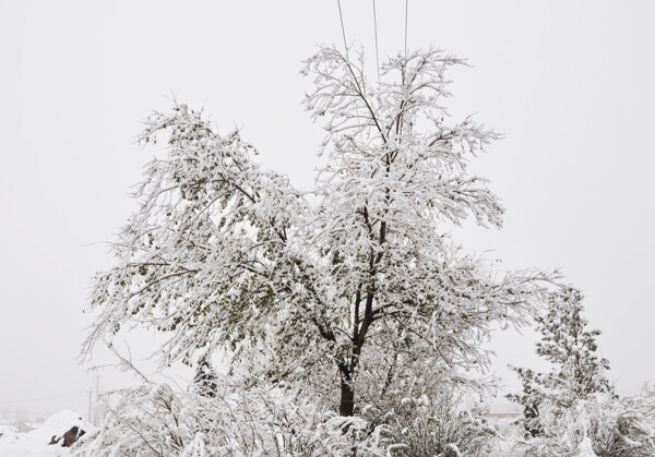 雪景