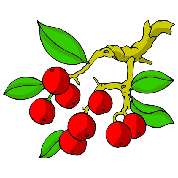 花卉古典插畫
