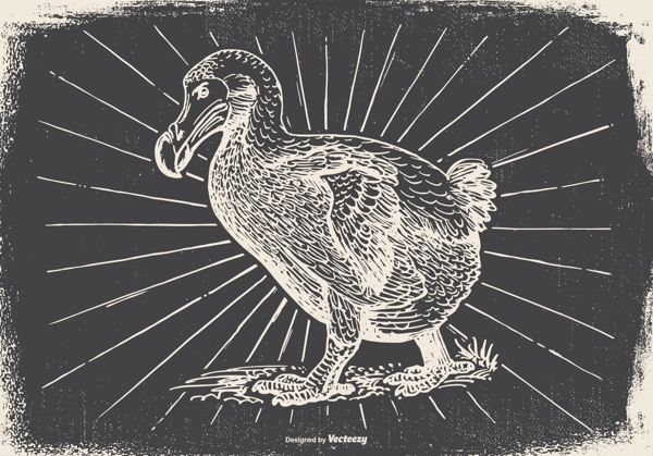 手繪鳥插畫