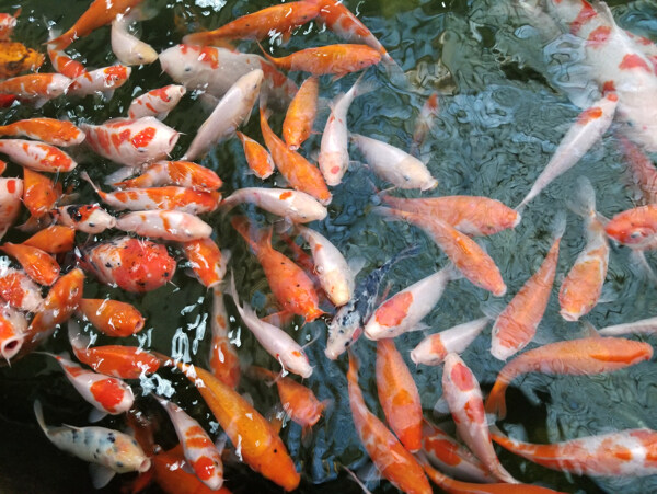 锦鲤鱼群红鱼