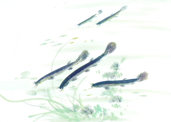 古圖繪畫(huà)動(dòng)物魚(yú)類(lèi)生物
