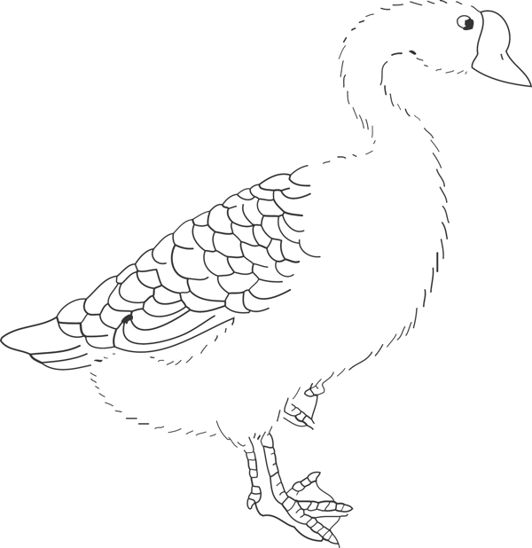 鵝