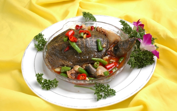 甲魚圖片