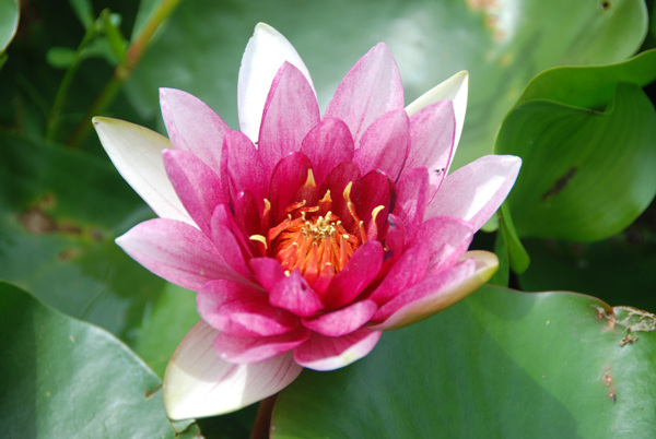 茈碧花圖片