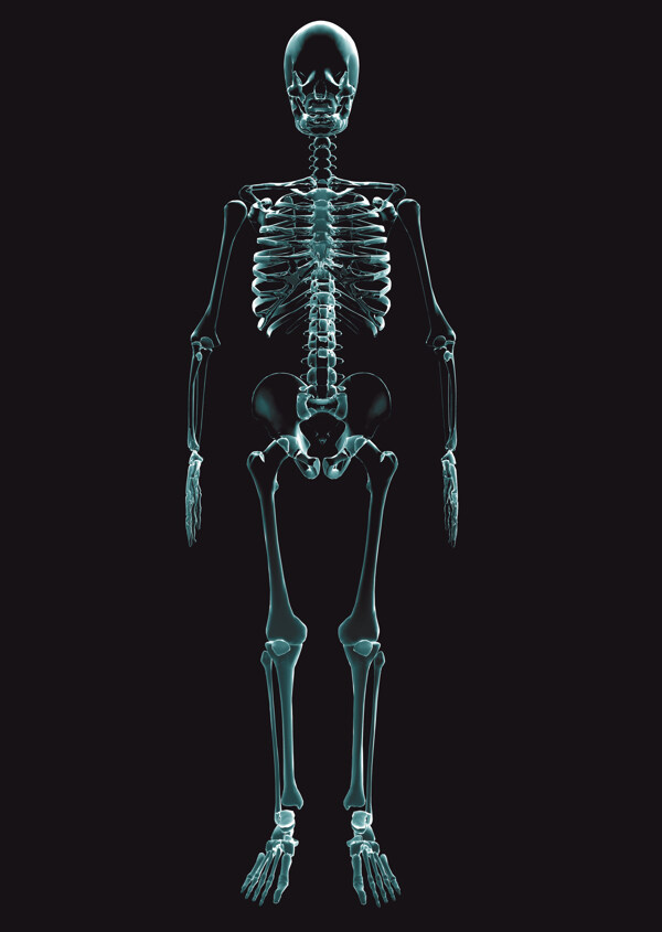 人体骨骼透视图