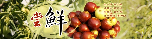 冬棗海報(bào)