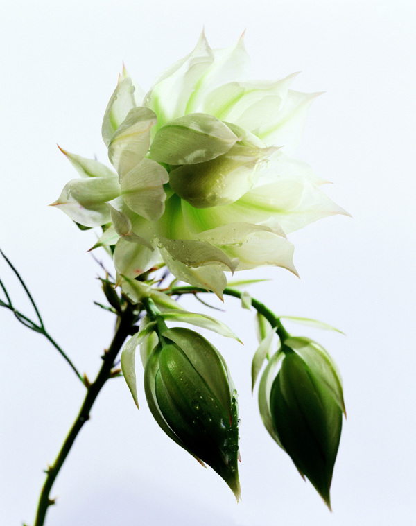 高清白色花朵