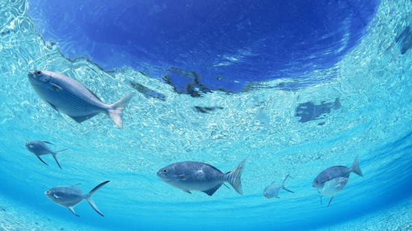 海底野生魚圖片