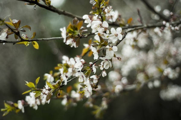 櫻花
