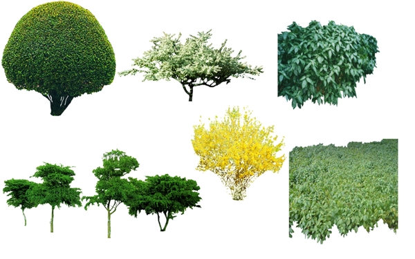 梨树园林景观植物素材图片