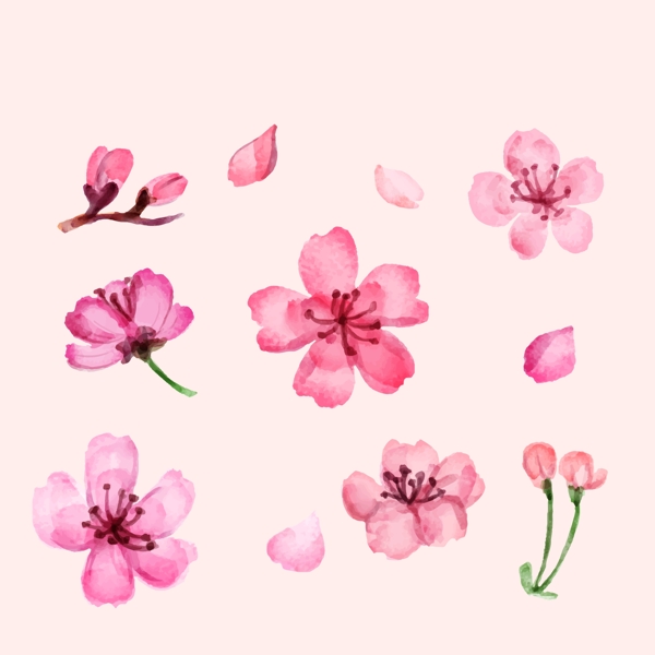 手绘水彩樱花插图