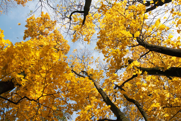 黄色树木风景图片