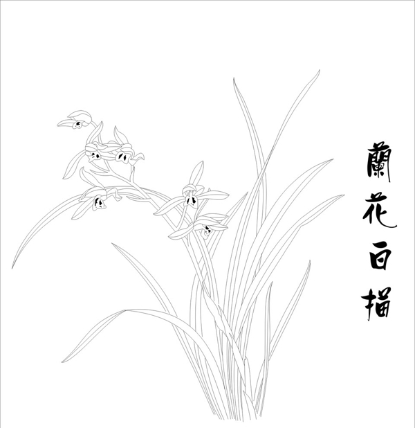 蘭花白描圖片