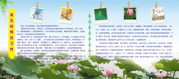 荷花展板圖片