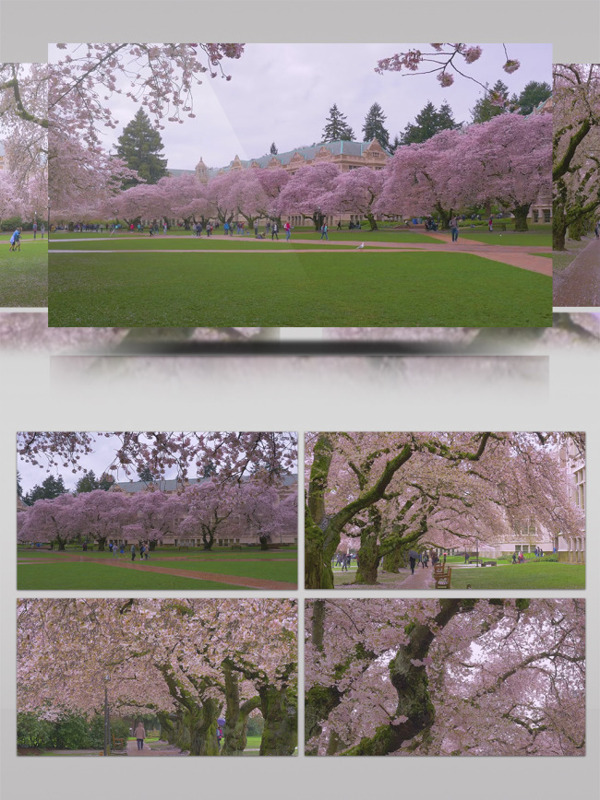 世界顶尖大学华盛顿大学的樱花在雨天