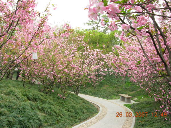 海棠树林图片