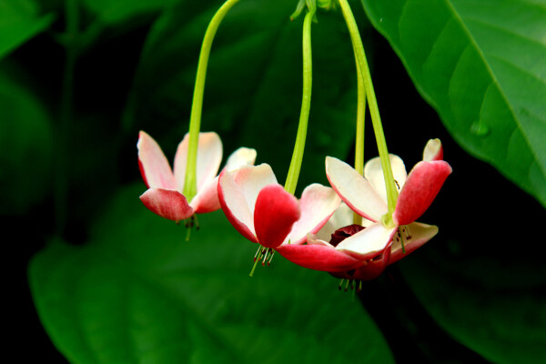 紅色使君子花圖片
