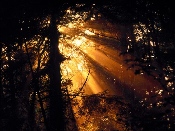 发光的森林