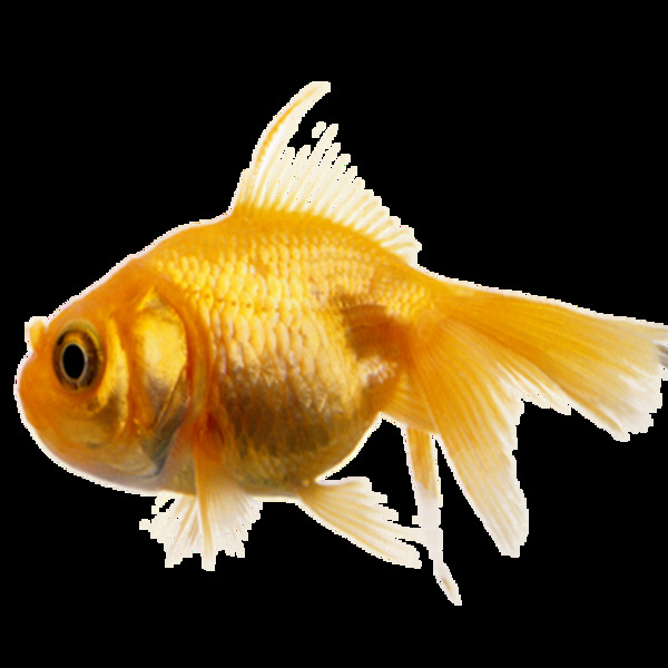 唯美實(shí)物小魚靜態(tài)素材