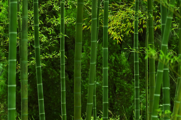 竹林圖片