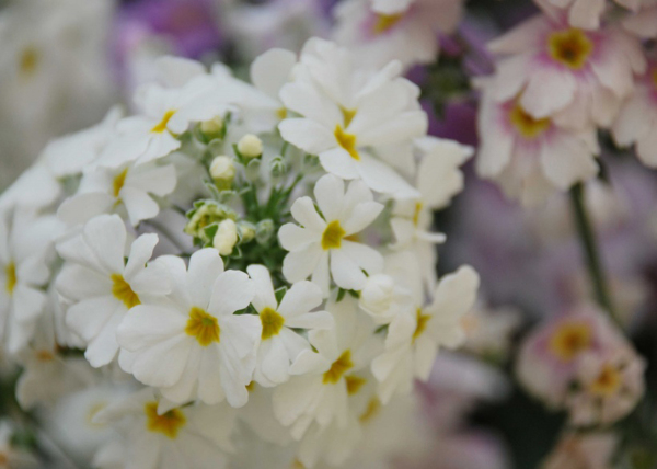 位圖植物花朵寫(xiě)實(shí)花卉菊花免費(fèi)素材