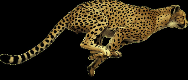 奔跑跳跃的豹子图片免抠png透明图层素材