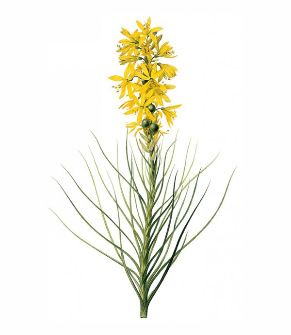 位圖寫實(shí)花卉藝術(shù)效果水彩花卉免費(fèi)素材