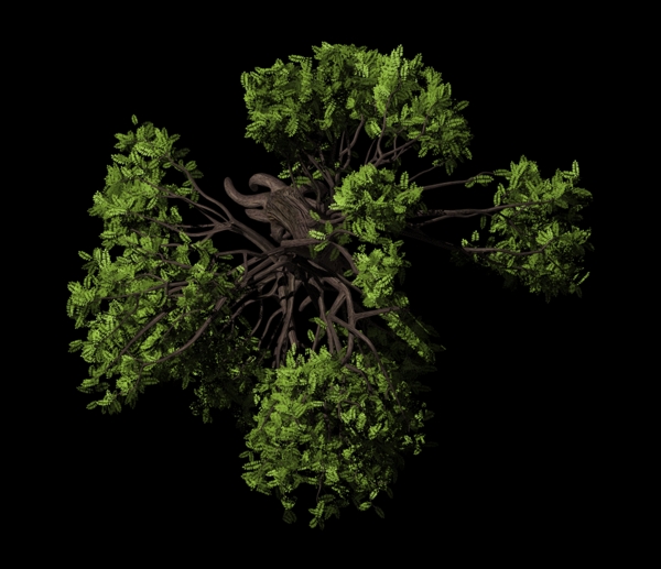 植物鳥瞰圖片