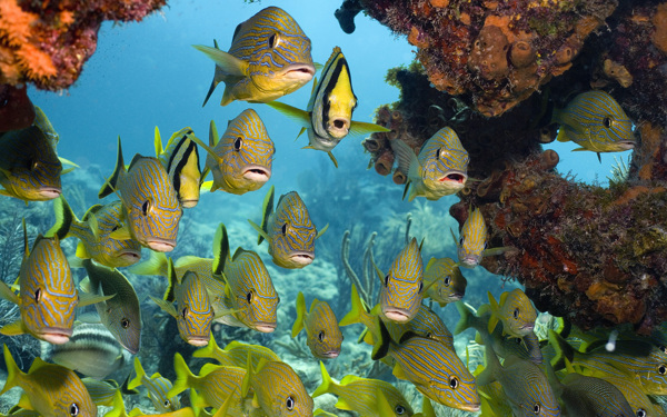海底生物圖片