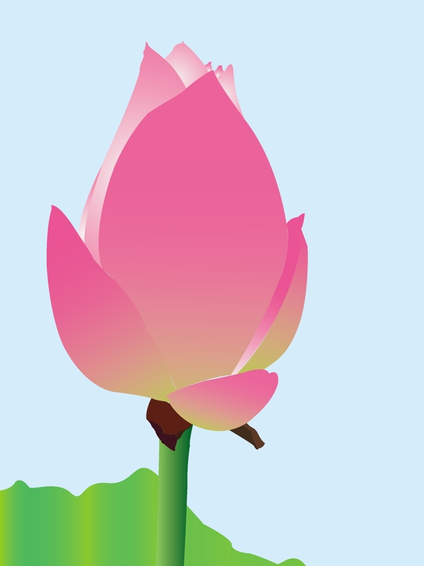 荷花圖片